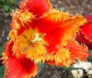 Die außergewöhnlichen gefransten Tulpen schmücken den Garten