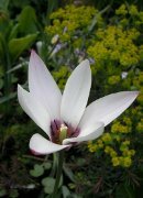 Die schöne sternförmige Tulpe fällt in jedem Gartenbeet auf